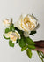 Easy Spirit™ Potted Tree Rose - Menagerie Farm & Flower