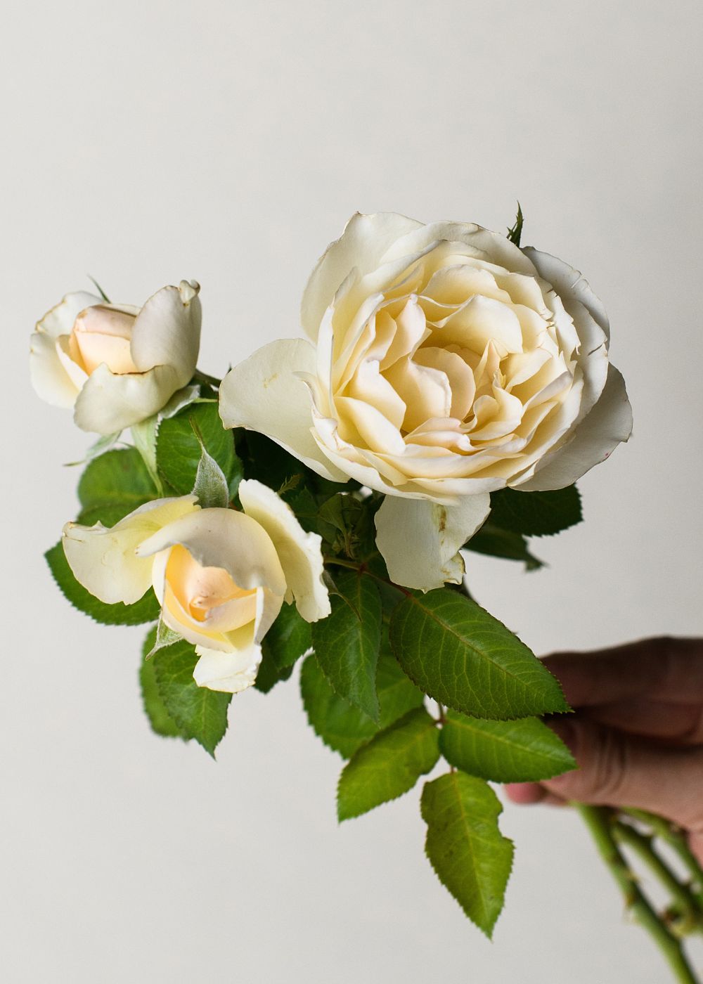 Easy Spirit™ Rose Bare Root - Menagerie Farm &amp; Flower