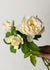 Easy Spirit™ Rose Bare Root - Menagerie Farm & Flower