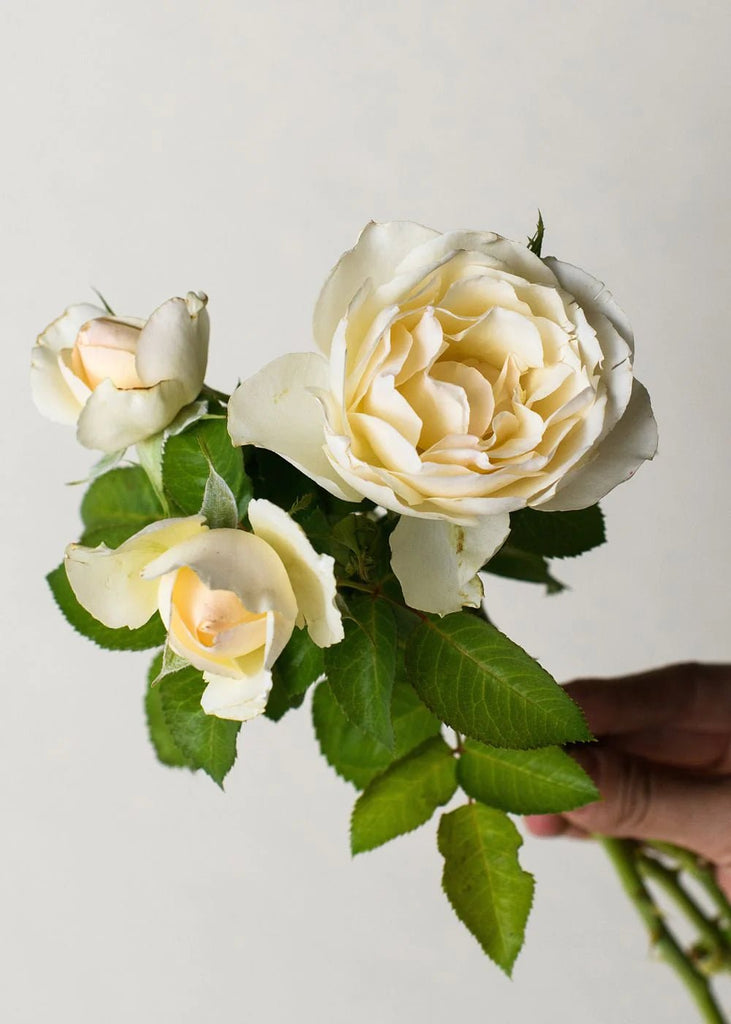 White Rose Corsage Stittsville ON K2S 1B8 Florist - Pretty Pots