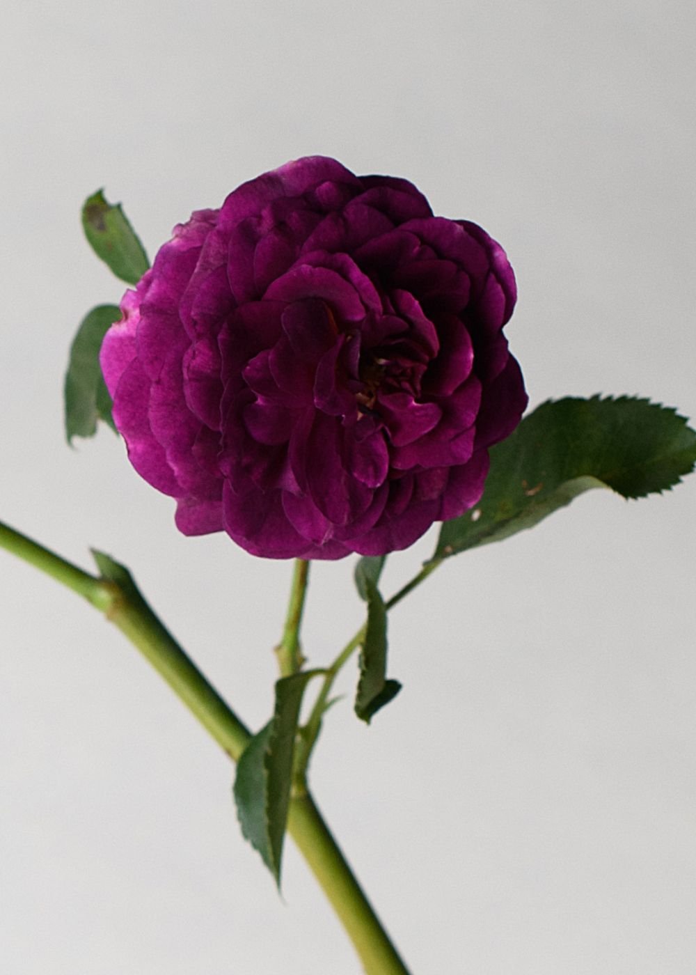 Ebb Tide™ Rose Bare Root - Menagerie Farm &amp; Flower