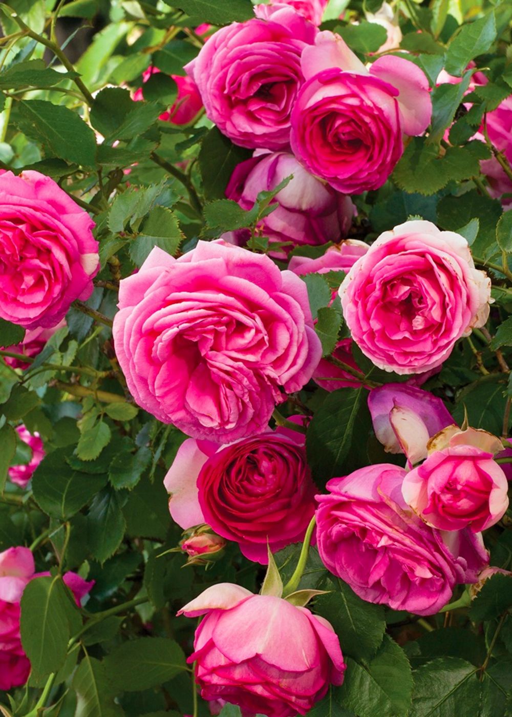 Eden Climber® Pretty in Pink Rose Bare Root - Menagerie Farm &amp; Flower