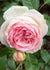 Eden Climber® Rose Bare Root - Menagerie Farm & Flower