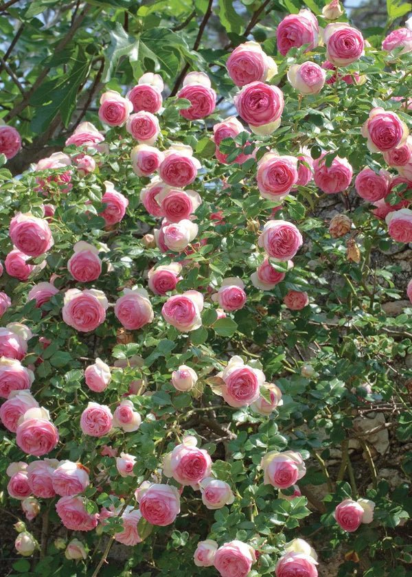 Eden Climber® Rose Potted - Menagerie Farm &amp; Flower