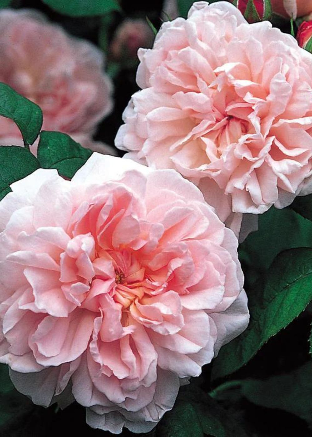 Eglantyne Rose Potted - Menagerie Farm & Flower