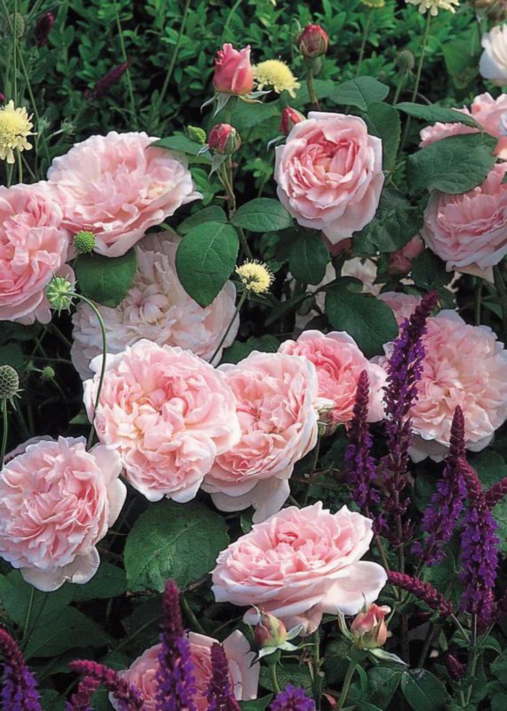 Eglantyne Rose Potted - Menagerie Farm &amp; Flower