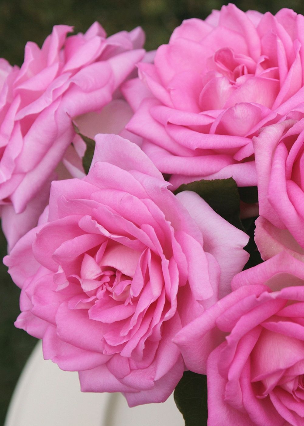 Eleganza® Beverly Rose Bare Root - Menagerie Farm &amp; Flower