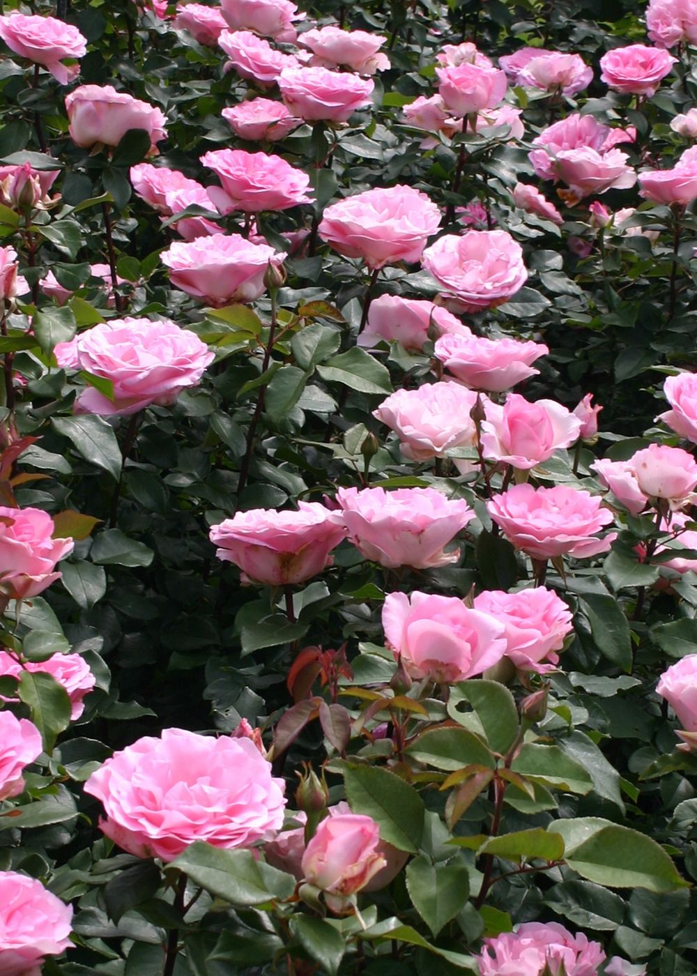 Beverly Rae Rose Eleganza® Beverly Potted Rose - Menagerie Farm & Flower