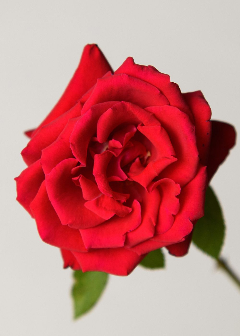 Eleganza® Grande Amore™ Rose Bare Root (Archived) - Menagerie Farm & Flower