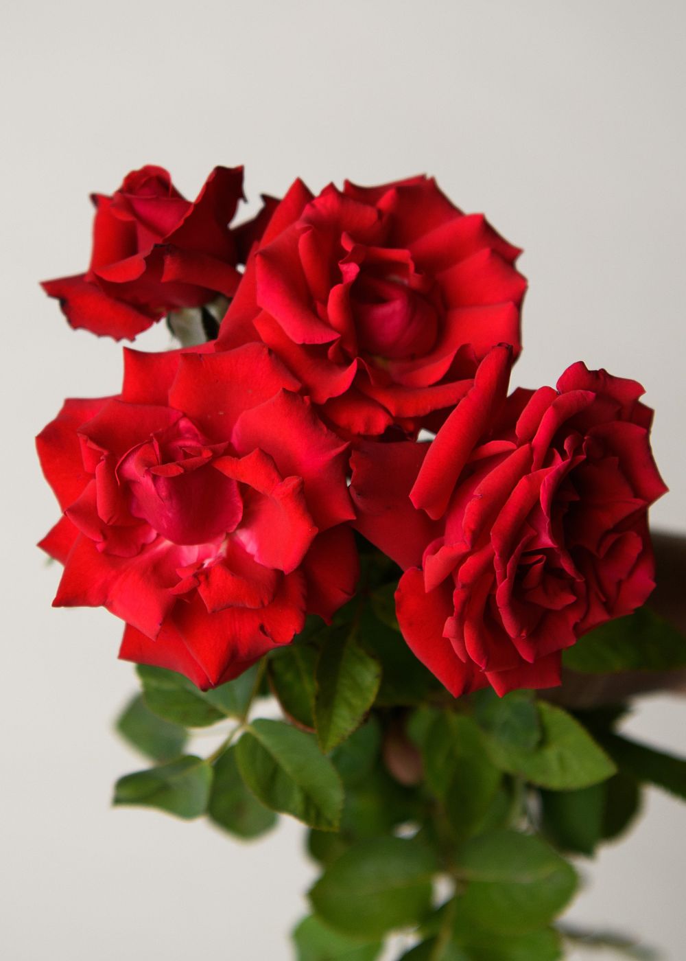 Eleganza® Grande Amore™ Rose Bare Root (Archived) - Menagerie Farm &amp; Flower