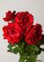 Eleganza® Grande Amore™ Rose Bare Root (Archived) - Menagerie Farm & Flower