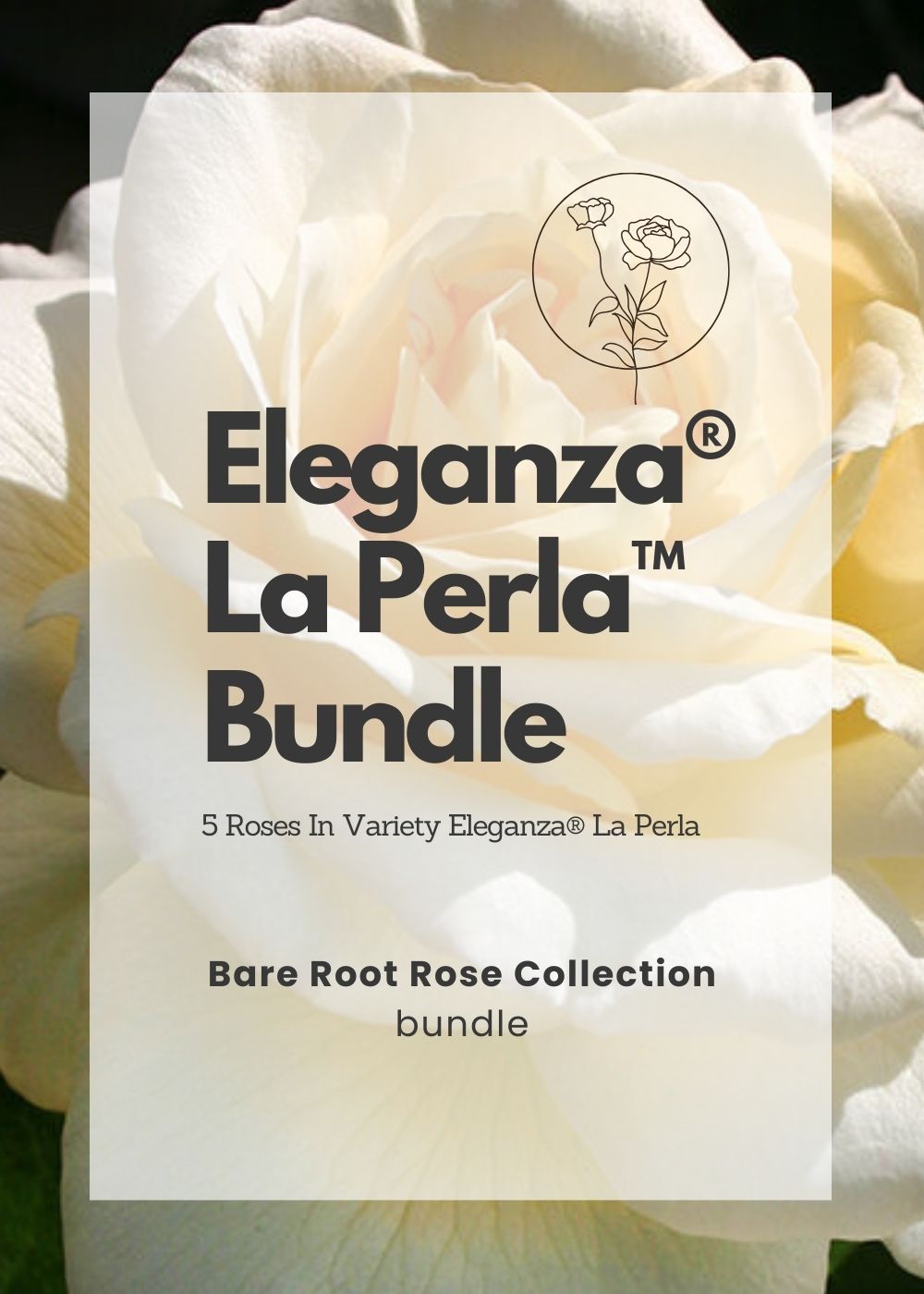Eleganza® La Perla™ Bare Root Rose Cooler Cleanout Bundle of 5 Roses - Menagerie Farm & Flower