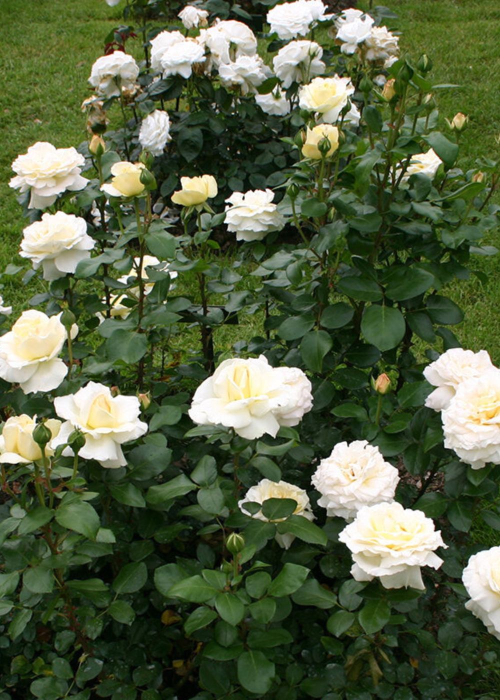 Eleganza® La Perla™ Rose Bare Root - Menagerie Farm & Flower