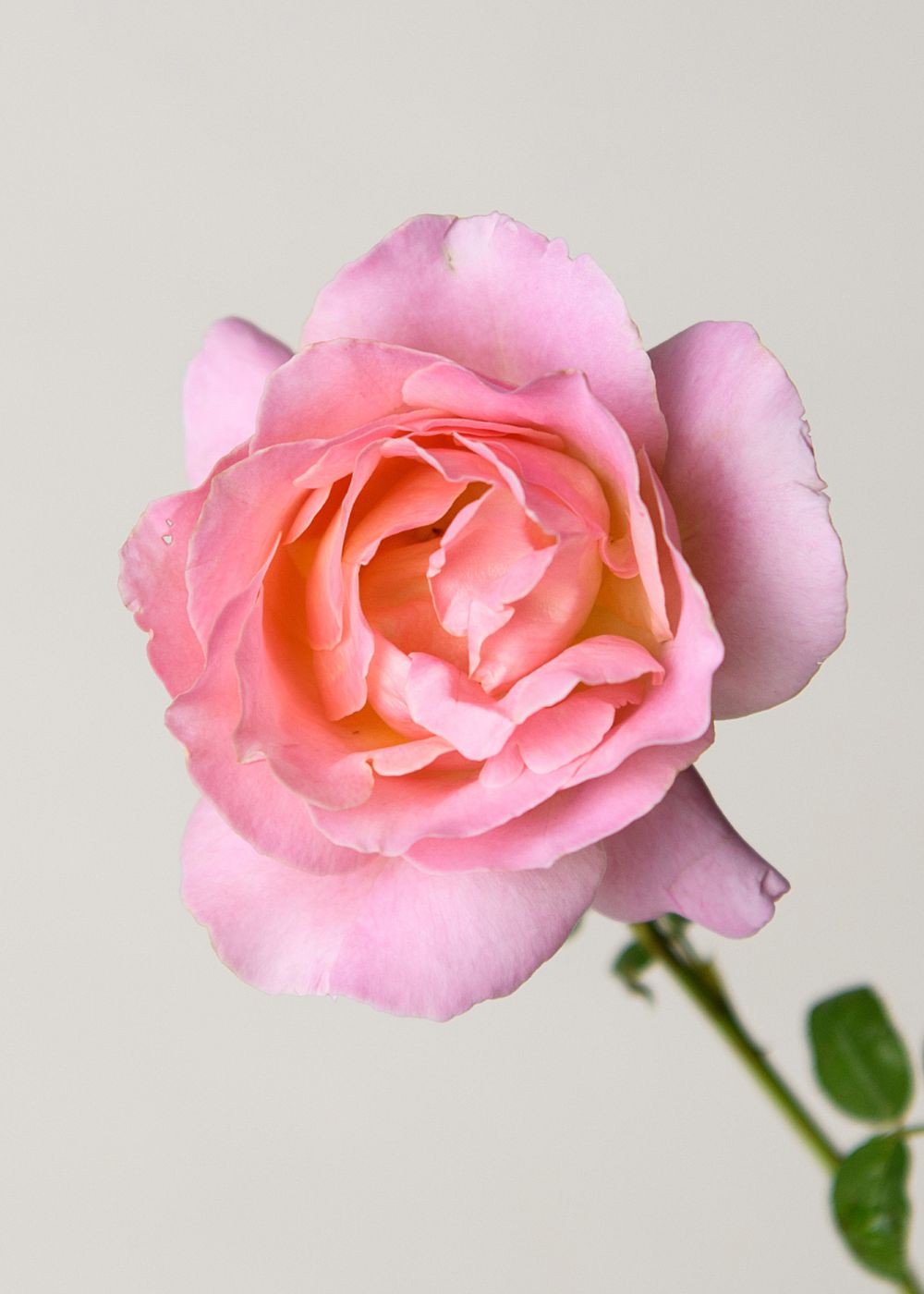 Elle® Rose Bare Root - Menagerie Farm &amp; Flower