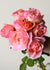 Elle® Rose Potted (Archived) - Menagerie Farm & Flower