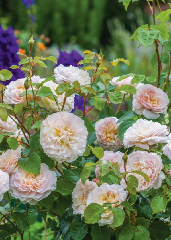 Emily Bronte David Austin Potted Rose - Menagerie Farm & Flower