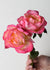 Enchanted Peace™ Rose Potted (Archived) - Menagerie Farm & Flower
