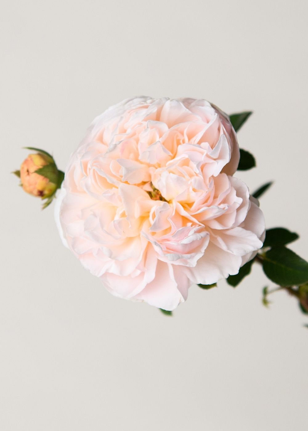 Evelyn Rose Potted (Archived) - Menagerie Farm & Flower