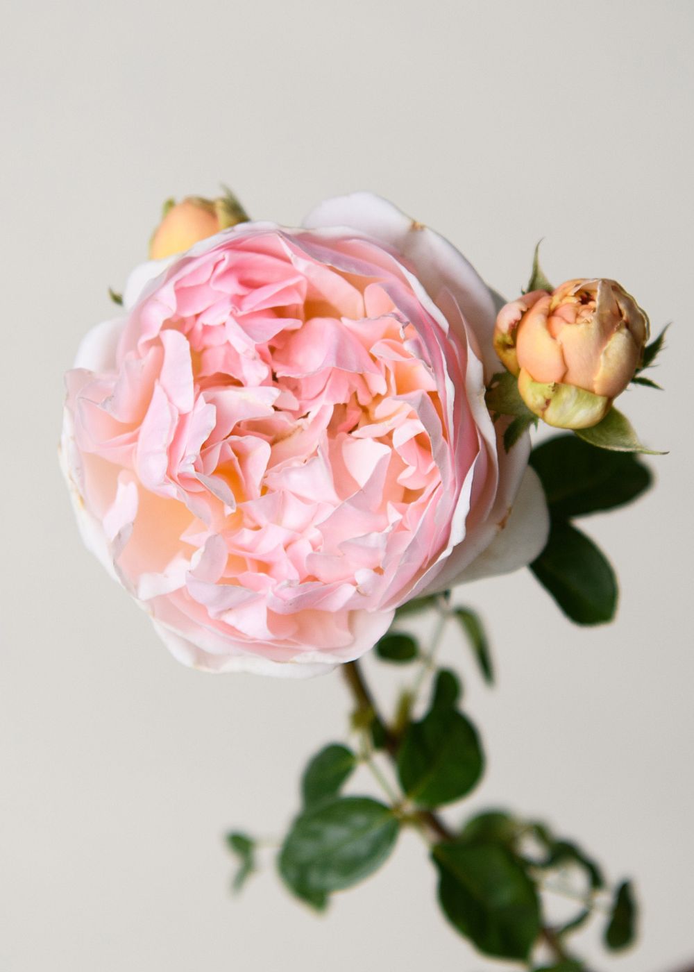evelyn rose seeds Evelyn David Austin® Potted Rose
