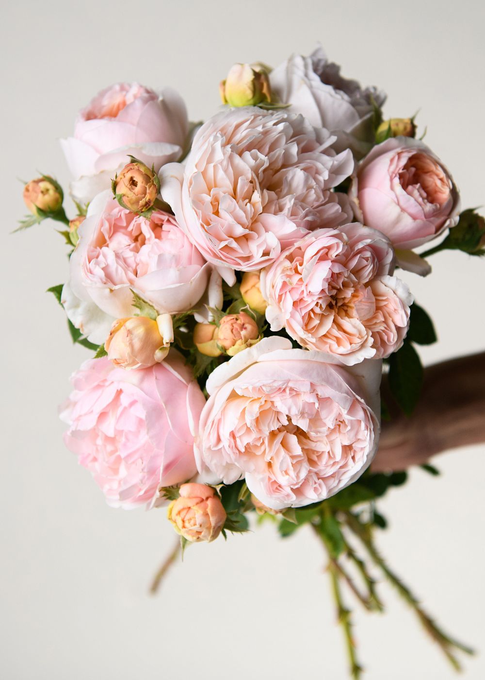 Evelyn Rose Potted (Archived) - Menagerie Farm & Flower