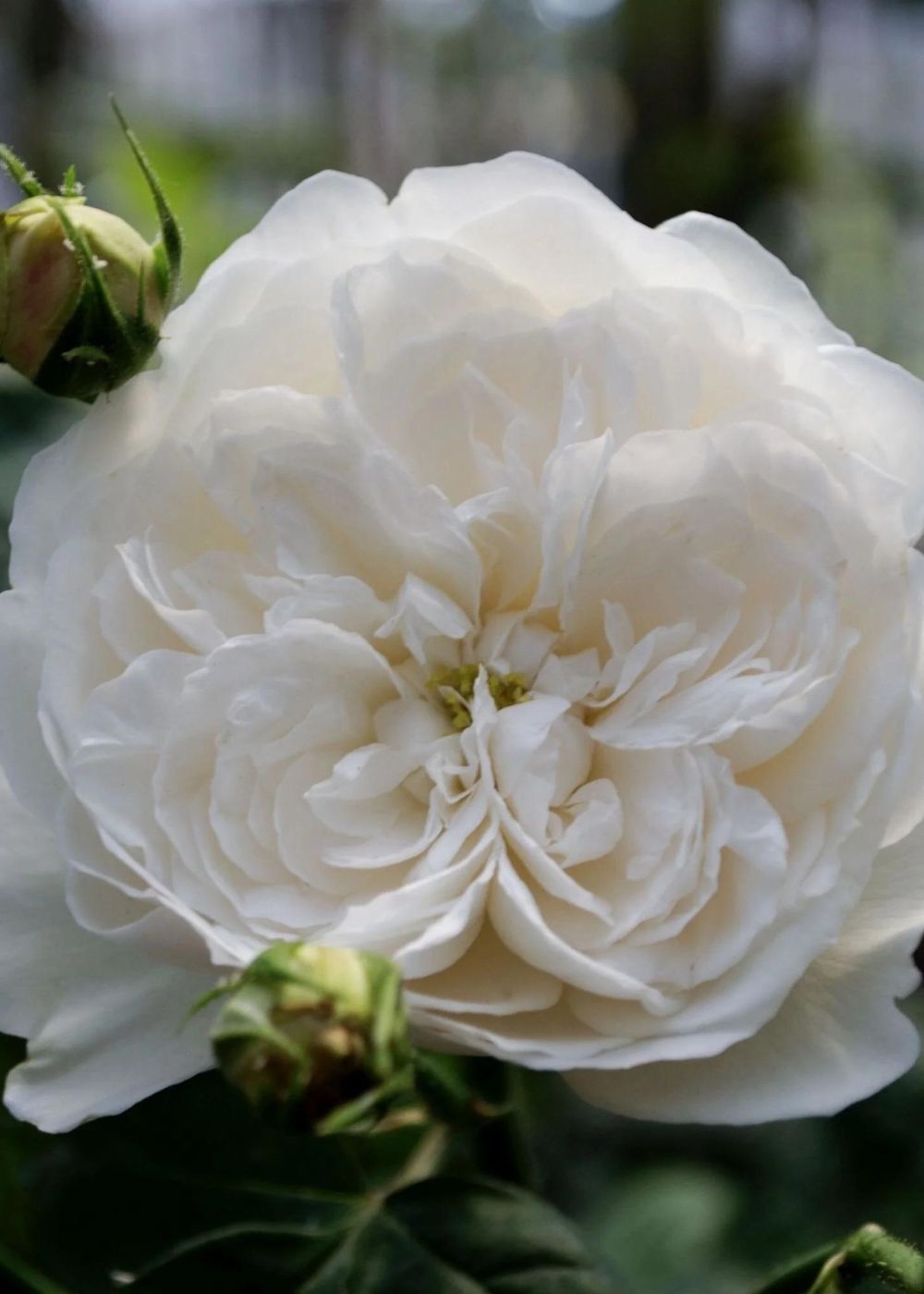 Fair Bianca Rose Bare Root (Archived) - Menagerie Farm &amp; Flower