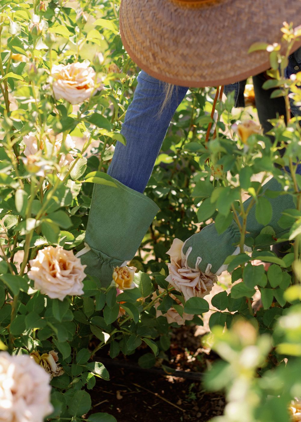 Fall Garden Rose Care Workshop | October 12, 2024 - Menagerie Farm &amp; Flower