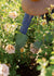Fall Garden Rose Care Workshop | October 12, 2024 - Menagerie Farm & Flower