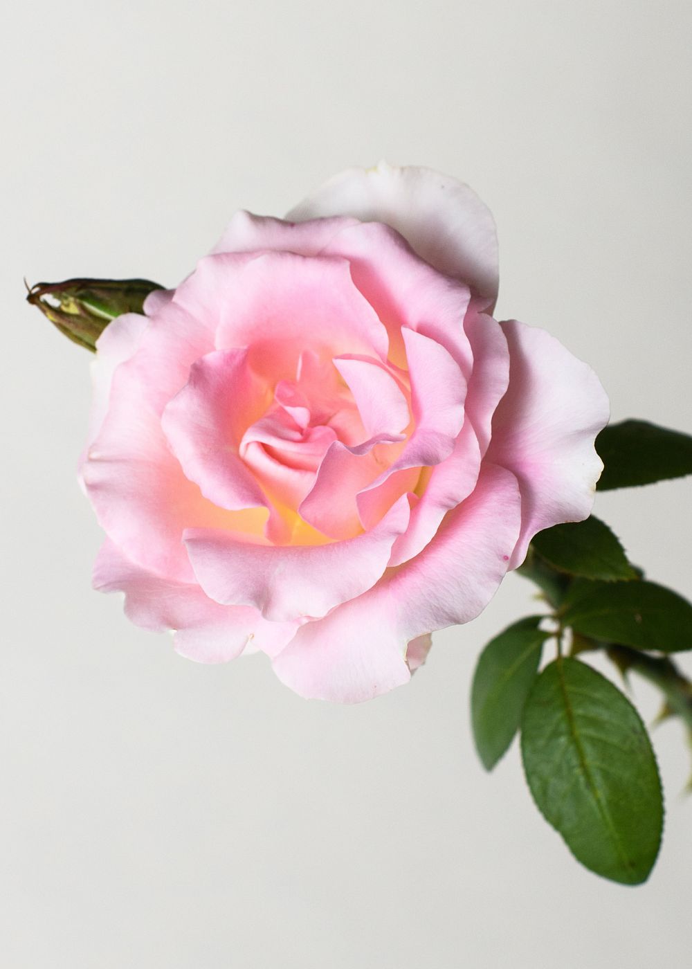 Falling In Love Rose Bare Root (Archived) - Menagerie Farm & Flower