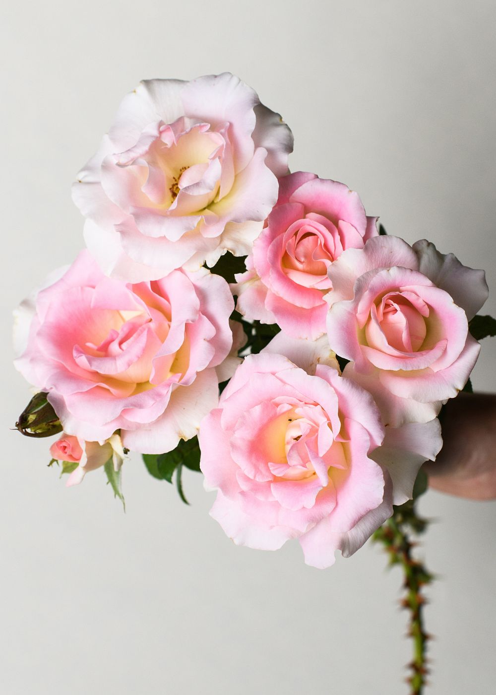 Falling In Love Rose Bare Root (Archived) - Menagerie Farm & Flower