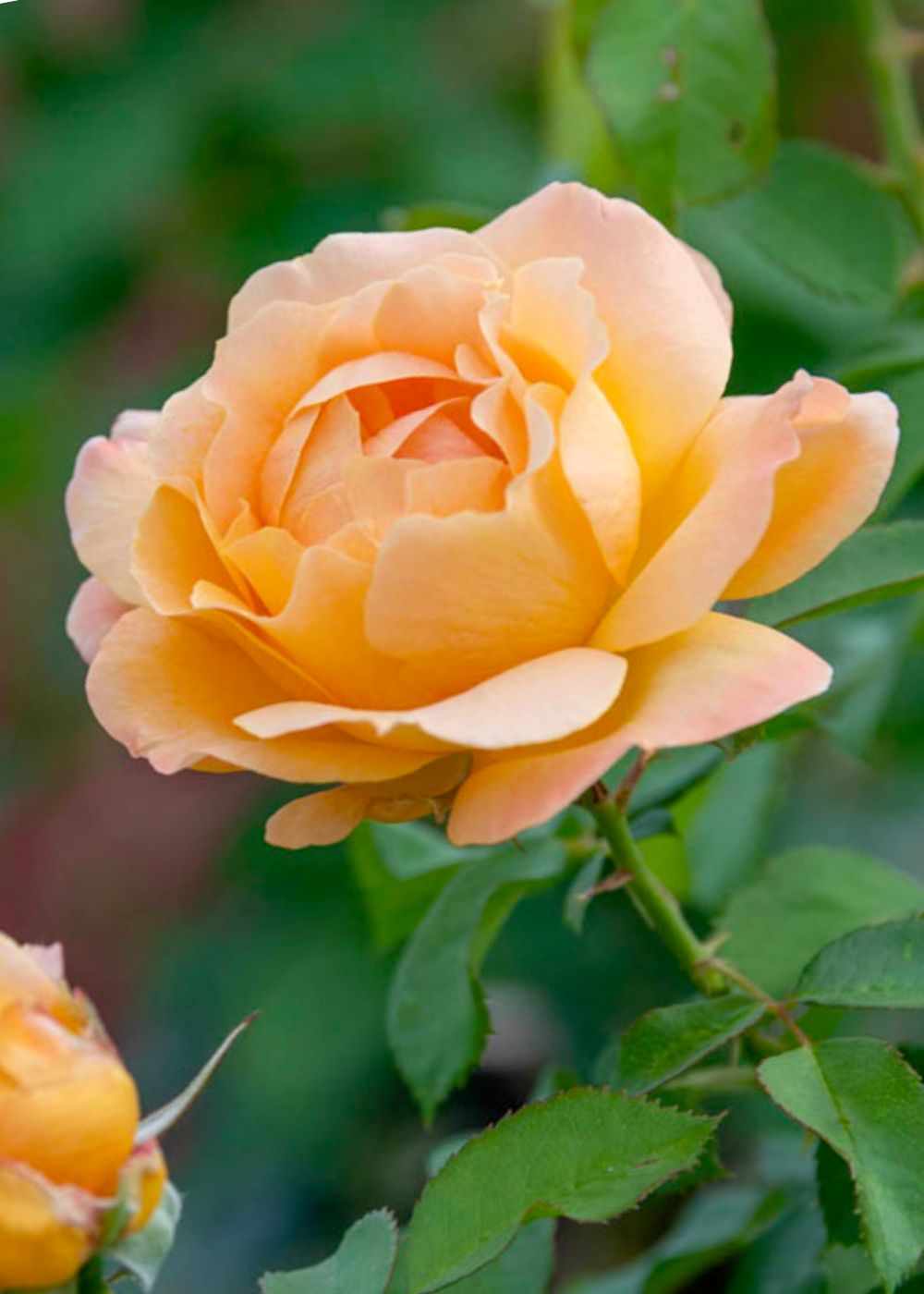 Forever Amber™ Rose Bare Root - Menagerie Farm &amp; Flower