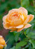 Forever Amber™ Rose Bare Root - Menagerie Farm & Flower