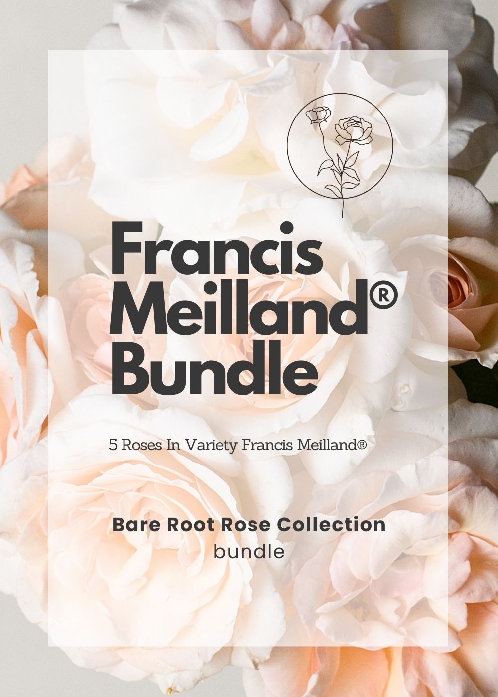 Francis Meilland® Bare Root Rose Cooler Cleanout Bundle of 5 Roses - Menagerie Farm & Flower