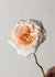 Francis Meilland® Rose Bare Root - Menagerie Farm & Flower