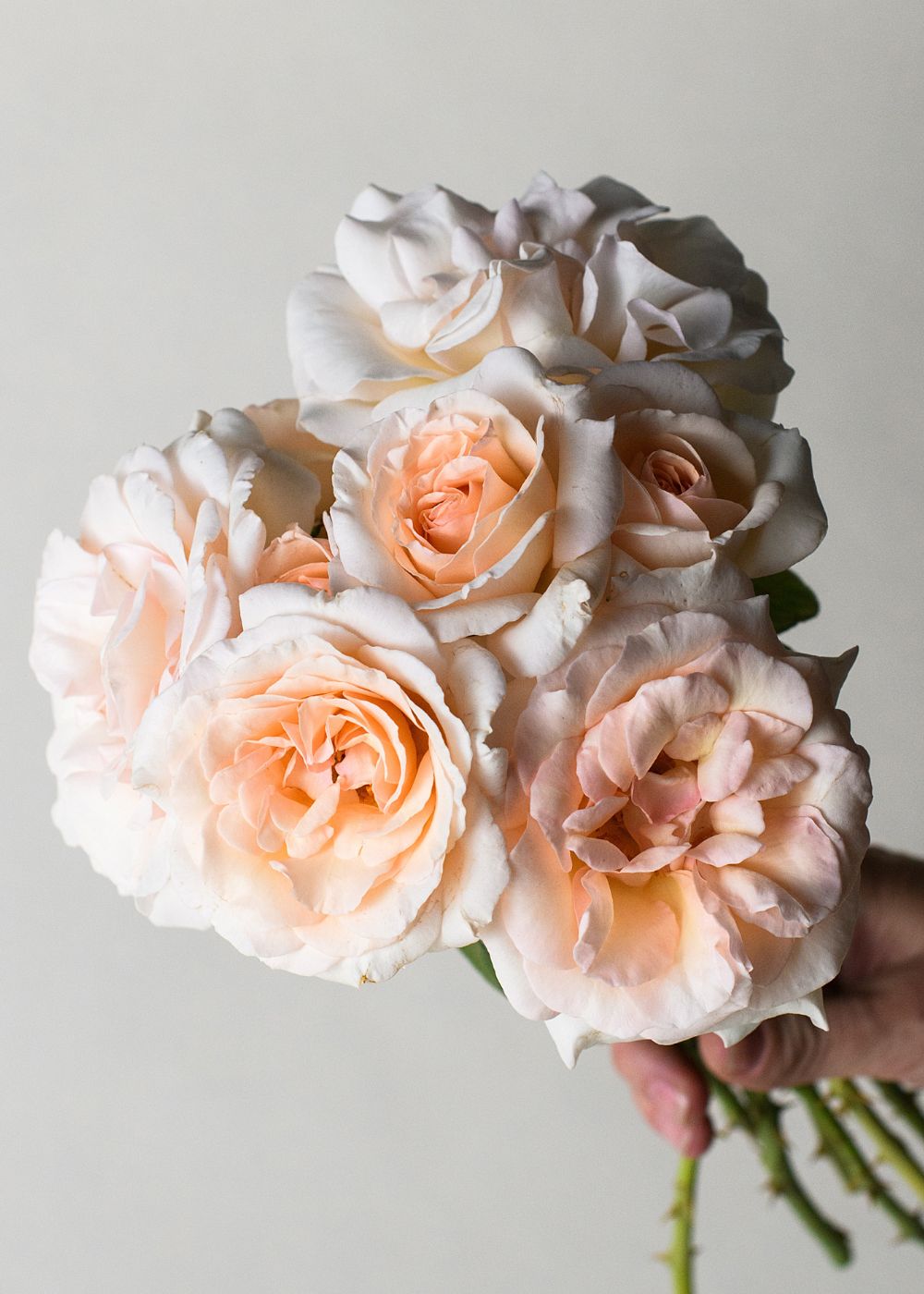 Francis Meilland® Rose Bare Root - Menagerie Farm &amp; Flower