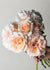 Francis Meilland® Rose Bare Root - Menagerie Farm & Flower