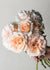 Francis Meilland® Rose Potted - Menagerie Farm & Flower