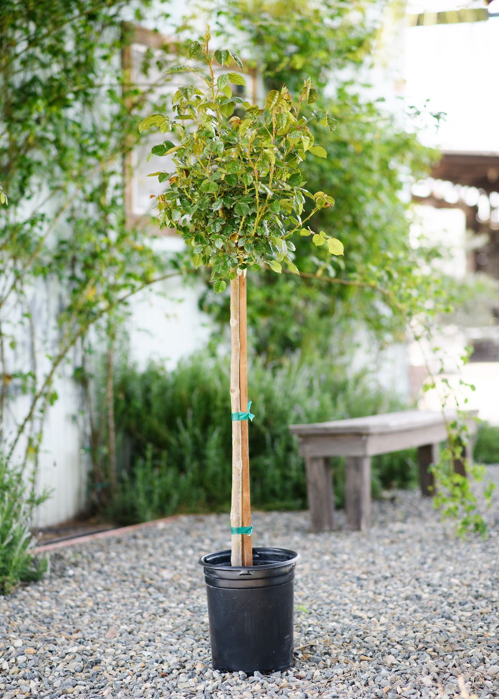 french potted plants French Lace Potted Tree Rose (Archived)