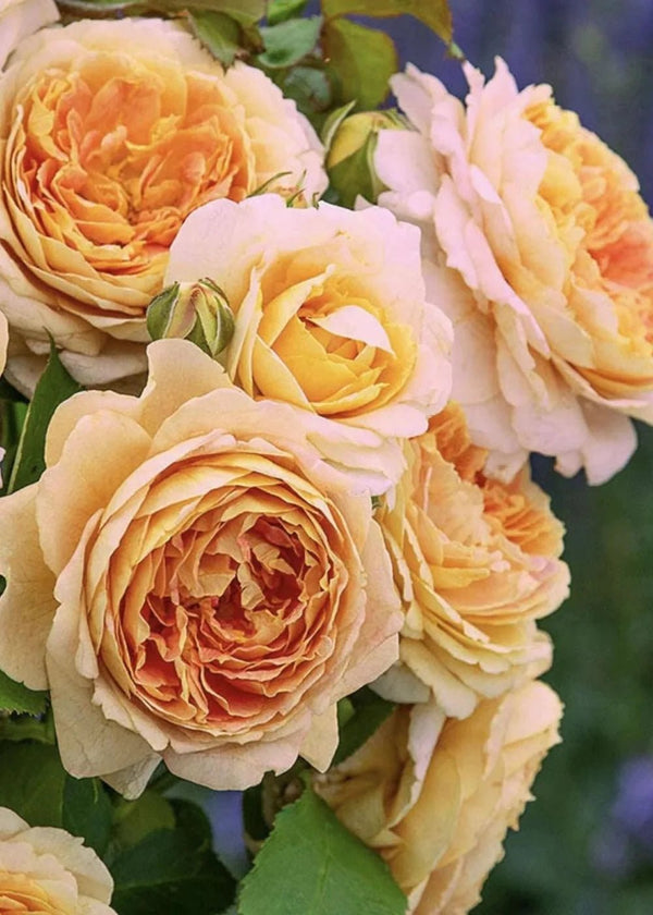 Have Fun Roses Fun In The Sun™ Potted Rose - Menagerie Farm & Flower