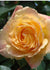 Garden Sun™ Climbing Rose Bare Root - Menagerie Farm & Flower