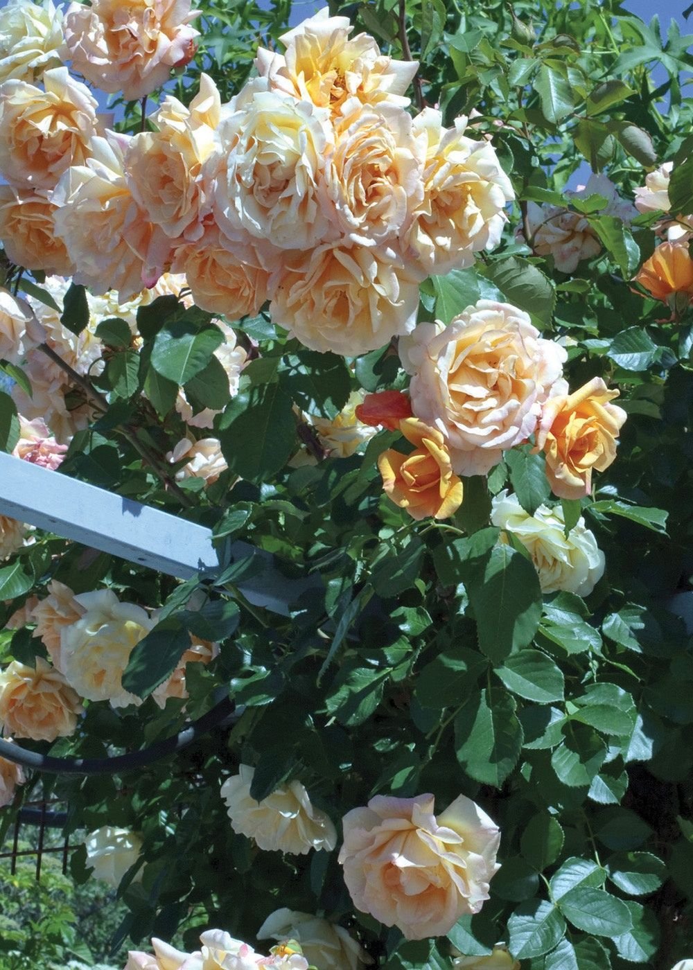 Golden Rose Flower Farm