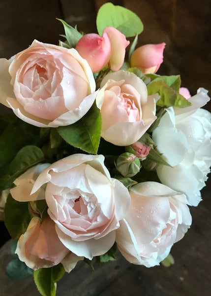 Gentle Hermione David Austin Potted Rose - Menagerie Farm & Flower