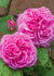 Gertrude Jekyll® Rose Bare Root - Menagerie Farm & Flower