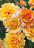 Gold and Great Rose Bare Root - Menagerie Farm & Flower