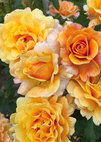 Precious Gold Standard Rose