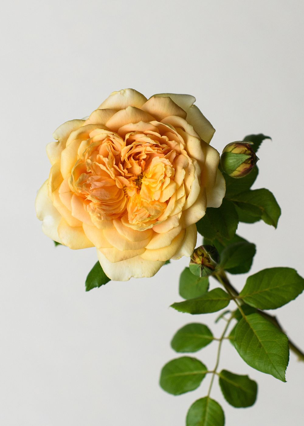 Golden Celebration Rose Potted - Menagerie Farm & Flower