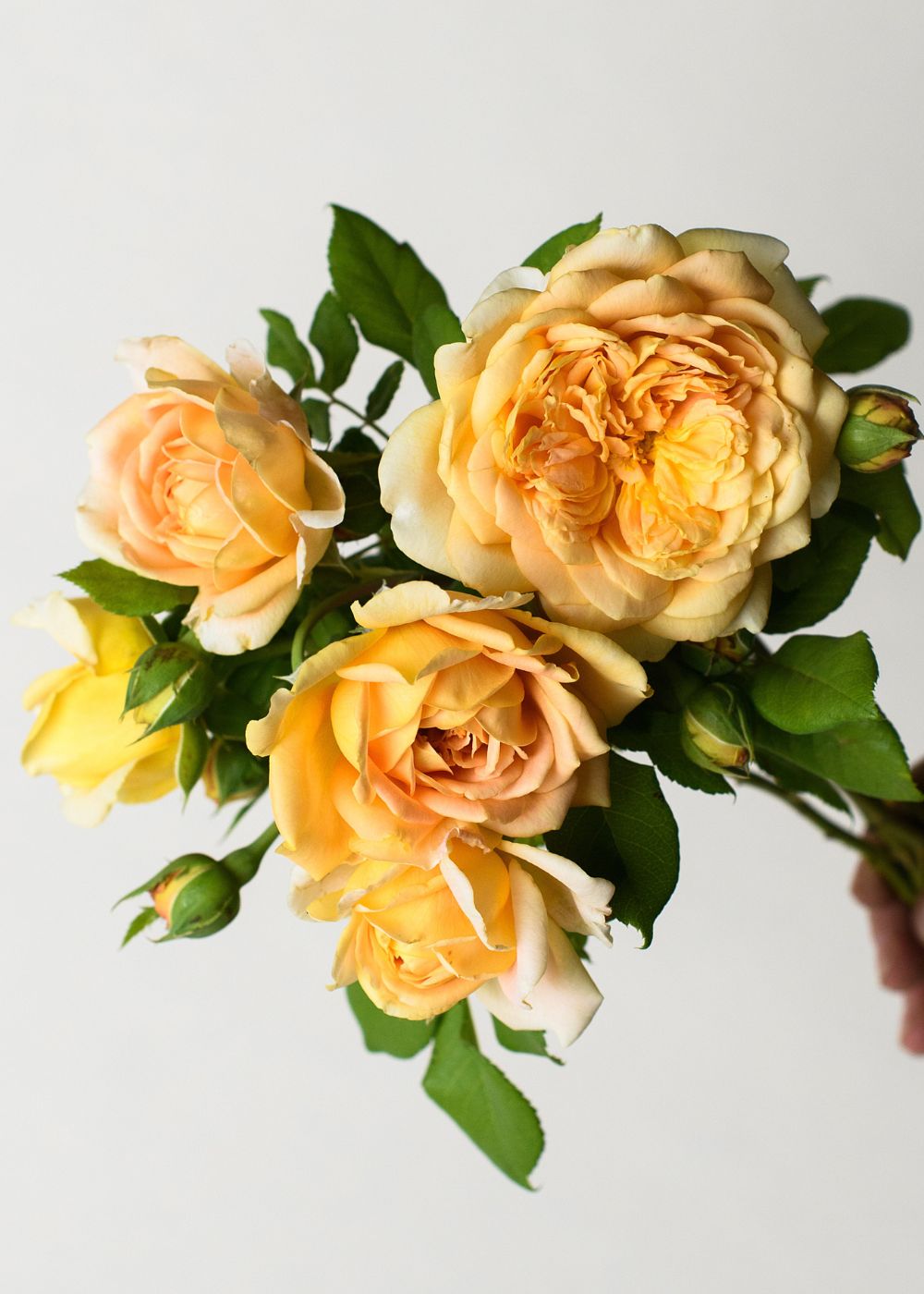 Golden Celebration Rose Potted - Menagerie Farm &amp; Flower