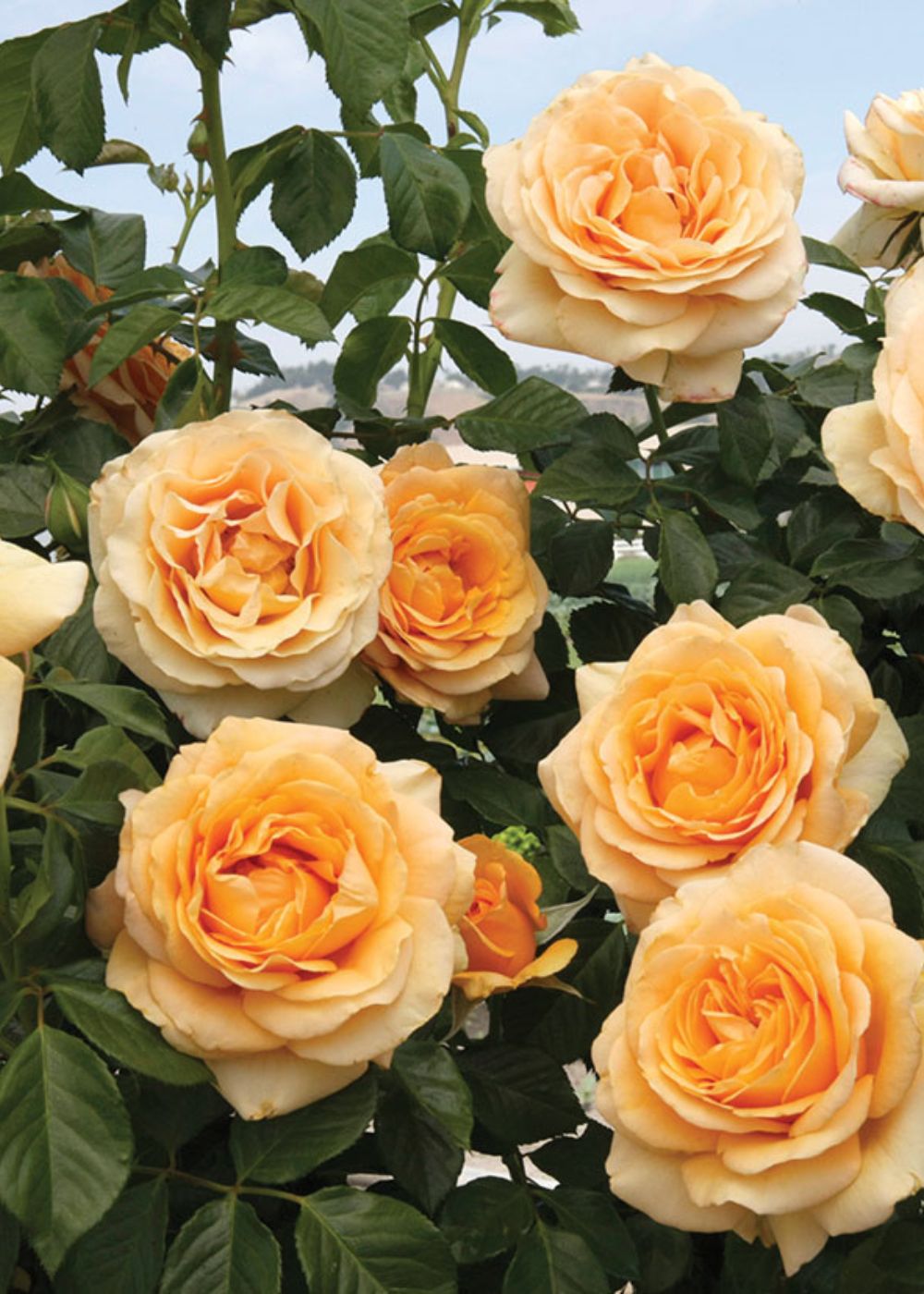 Golden Opportunity™️ Climbing Rose Bare Root - Menagerie Farm &amp; Flower