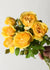 Graham Thomas® Climbing Rose Potted - Menagerie Farm & Flower