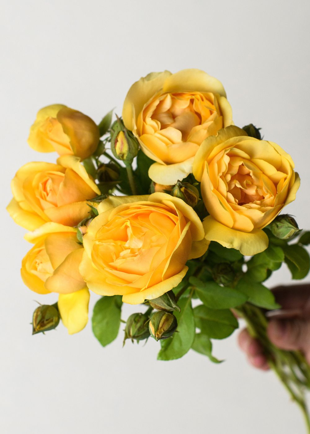 Graham Thomas® Rose Bare Root - Menagerie Farm &amp; Flower