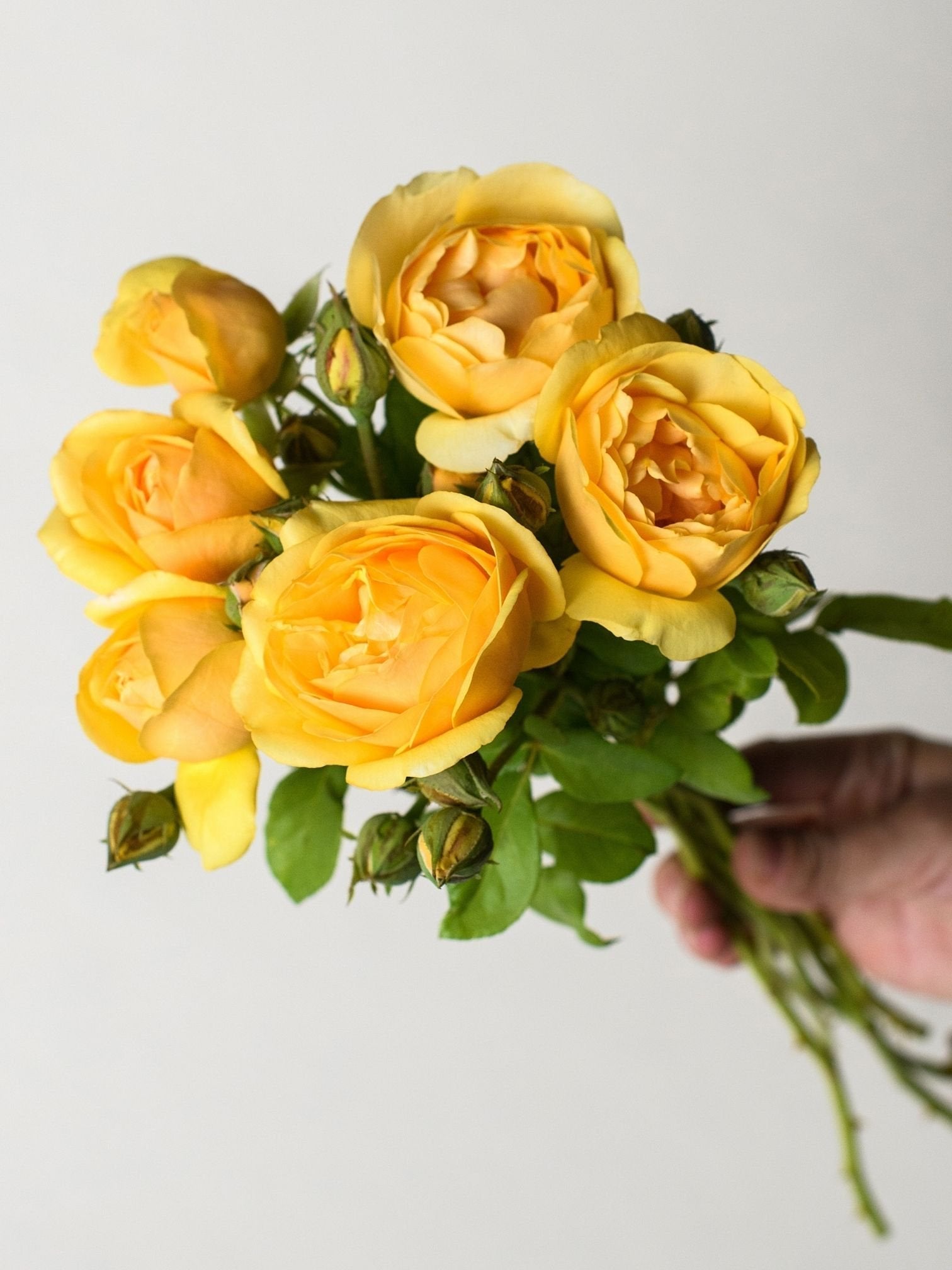 *Graham Thomas® Rose Bare Root - Menagerie Farm & Flower